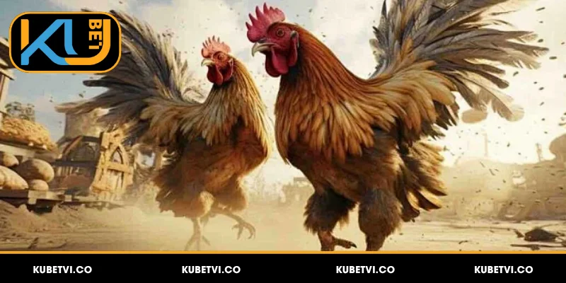 Đá Gà Kubet - Link Vào Nhanh, Kèo Rõ, Thưởng Hấp Dẫn 2 Giới thiệu chung về đá gà Kubet